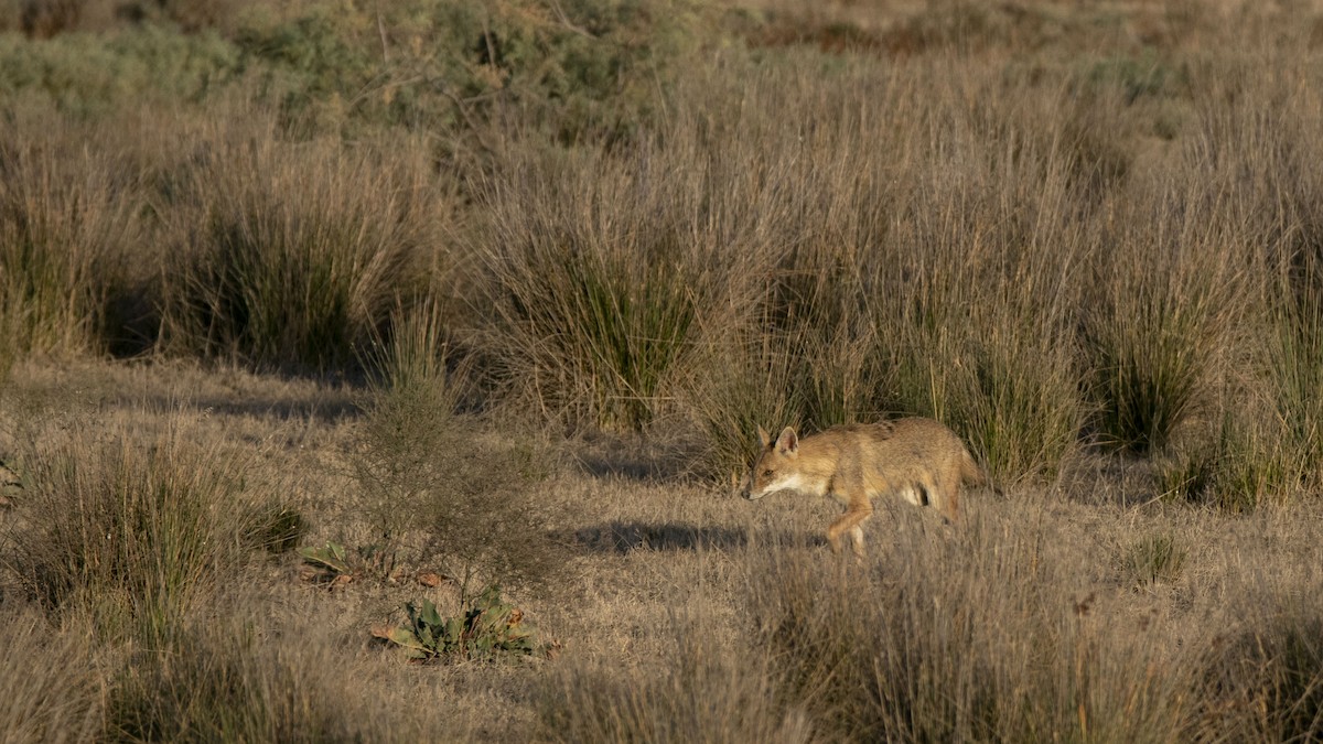 Persian Jackal - ML642363524