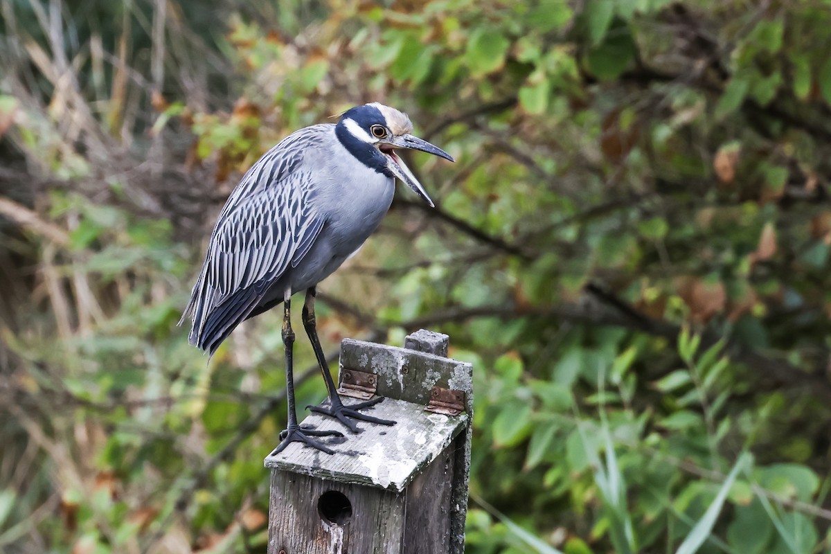 Yellow-crowned Night Heron - ML642363525