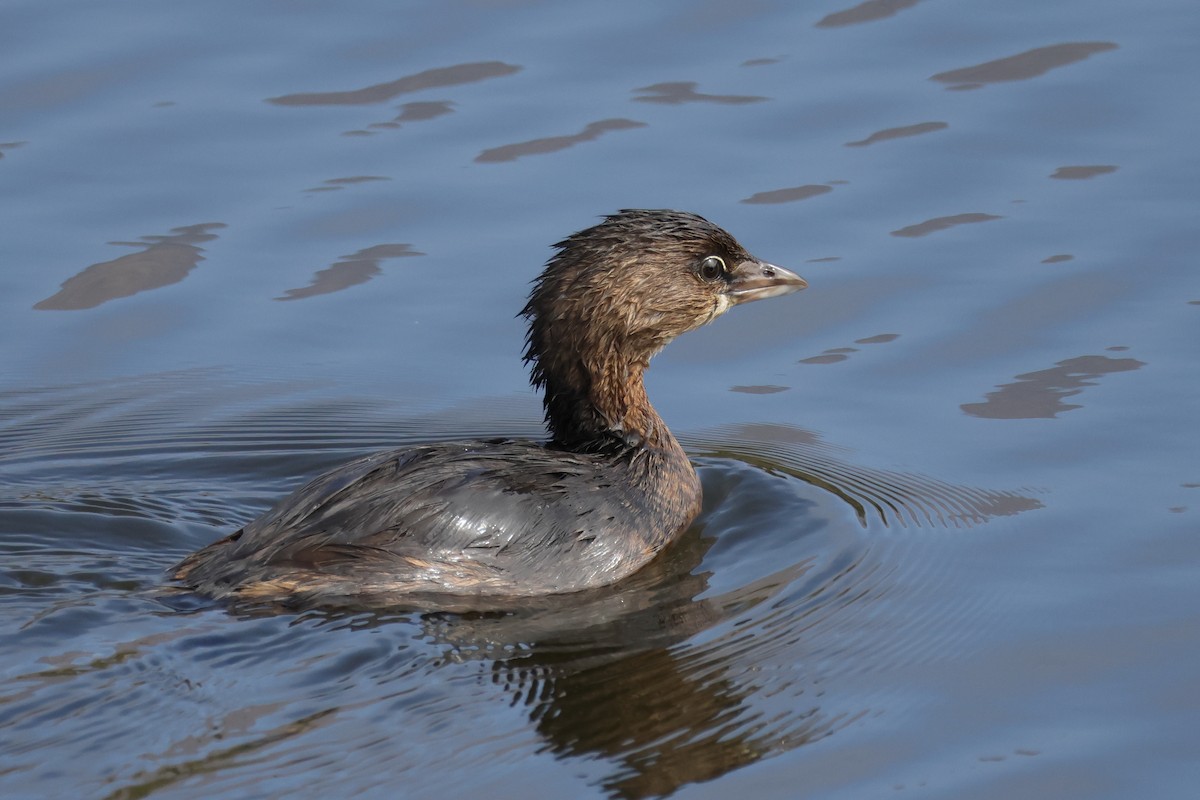 Grèbe à bec bigarré - ML642363530
