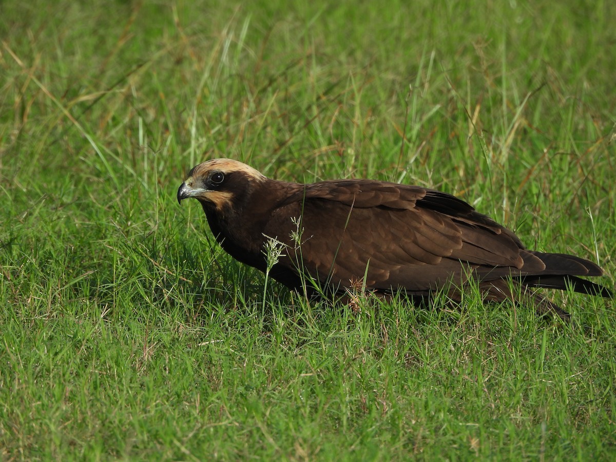 Western Marsh Harrier - ML642363532