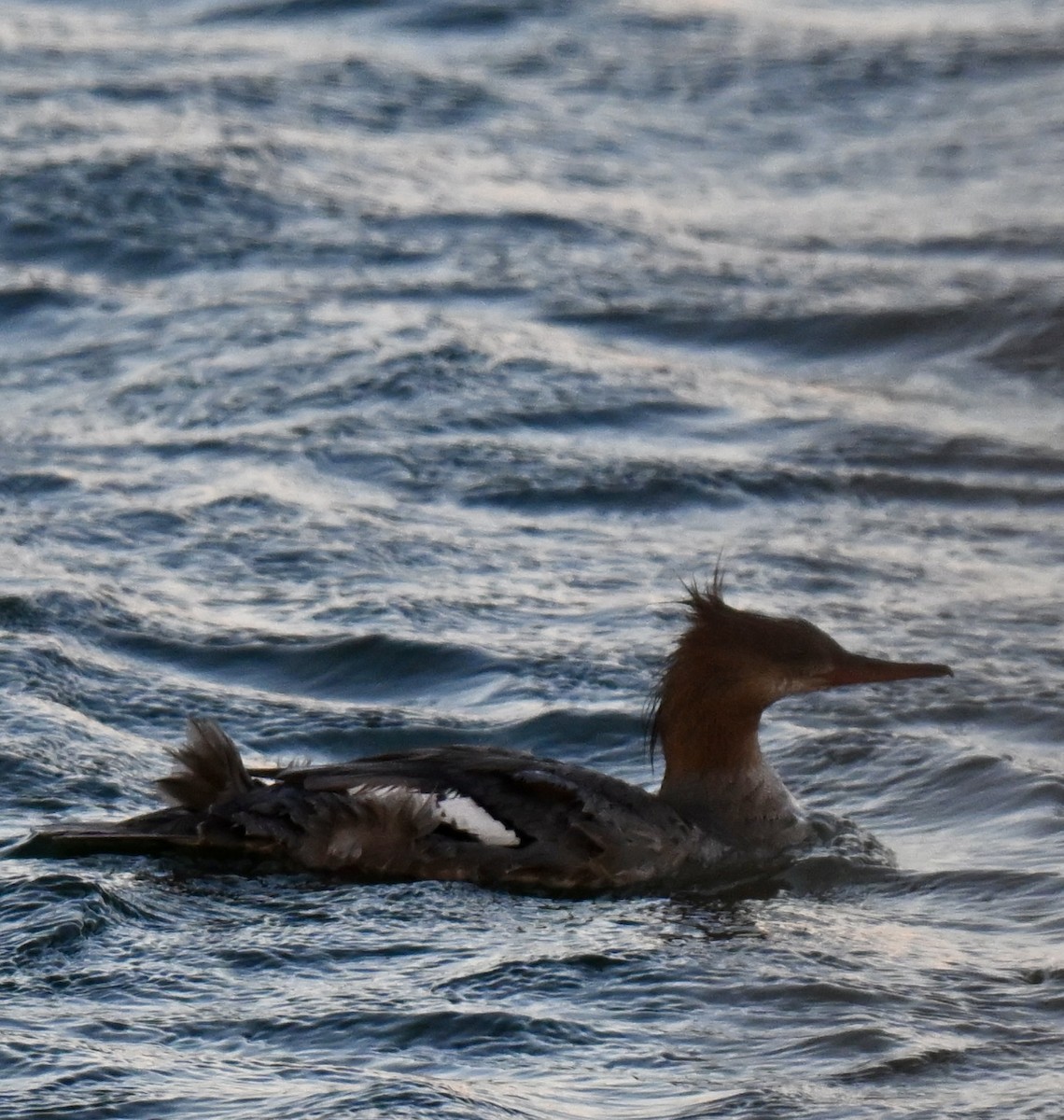Common Merganser - ML642363535