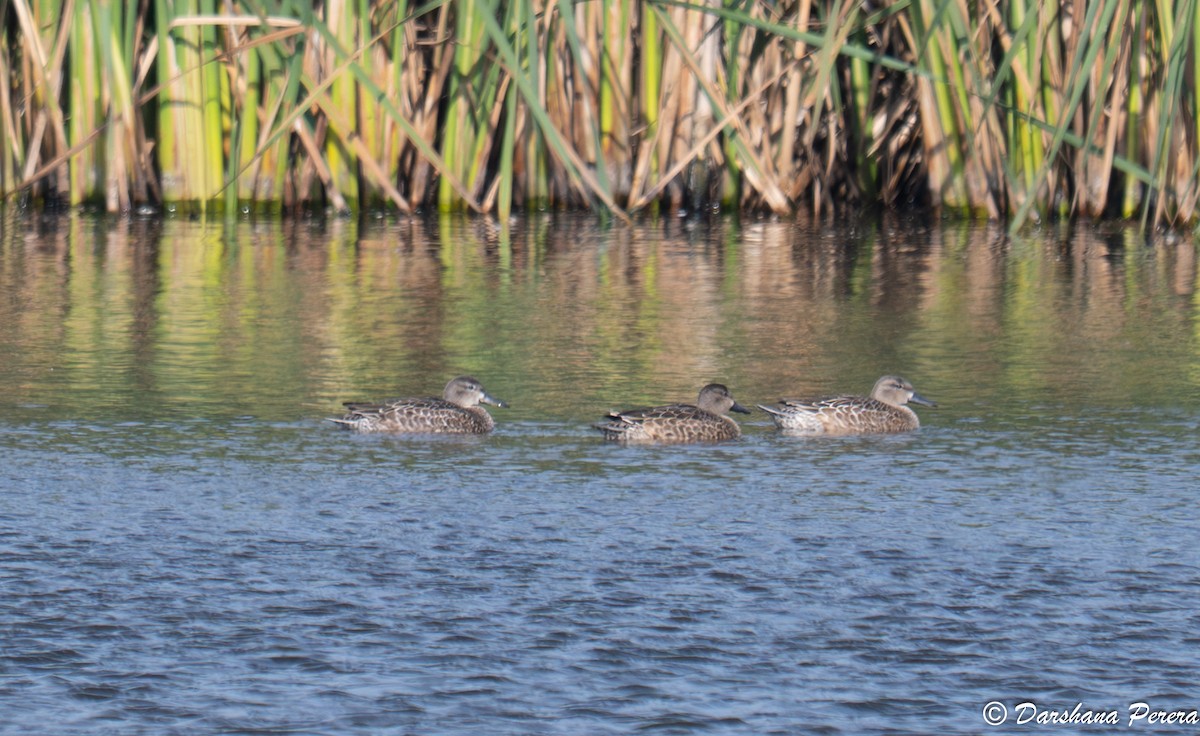 Blue-winged Teal - ML642363537