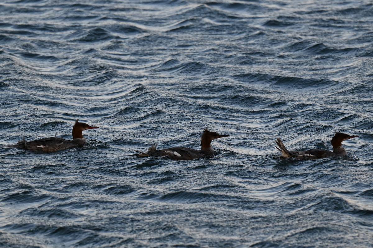 Common Merganser - ML642363538