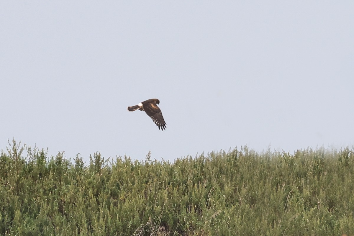 Northern Harrier - ML642363558