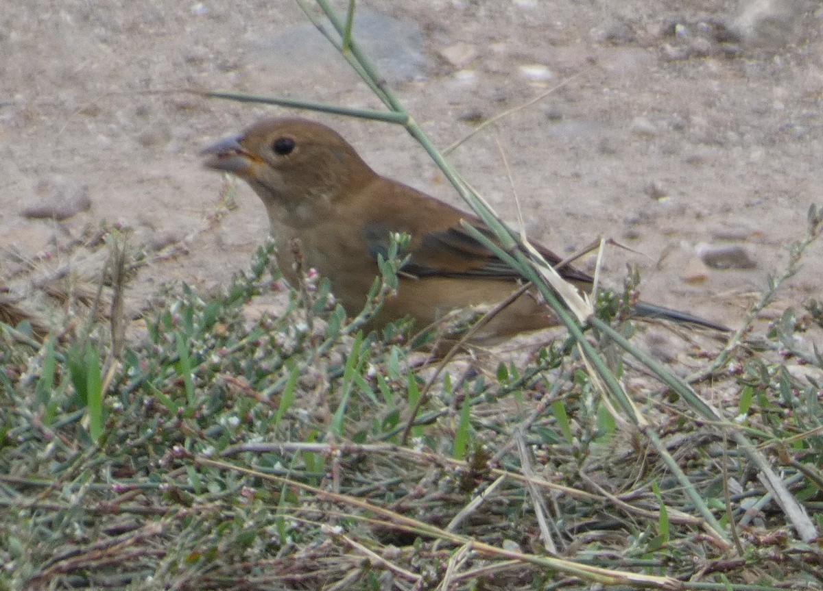 Indigo Bunting - ML642363559