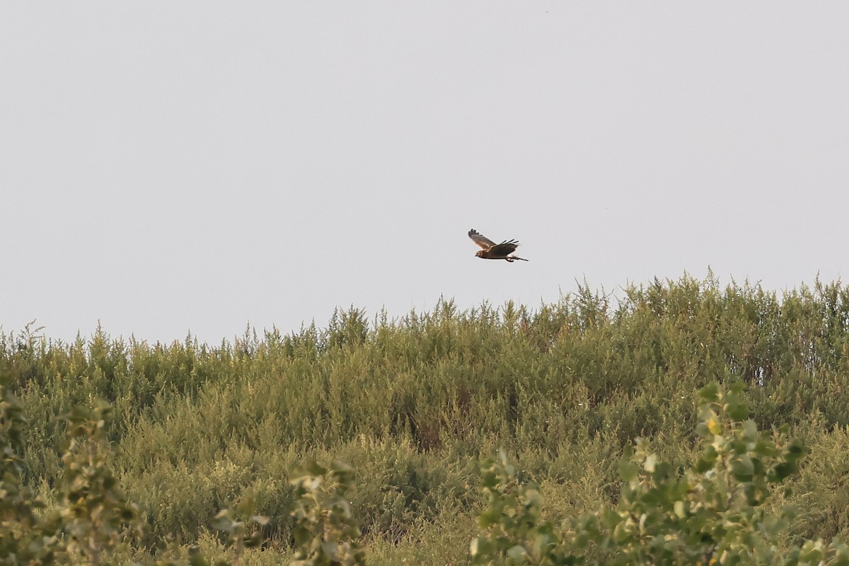 Northern Harrier - ML642363560