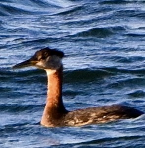 potápka rudokrká - ML642363563
