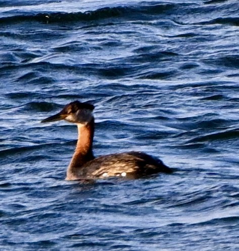 potápka rudokrká - ML642363565
