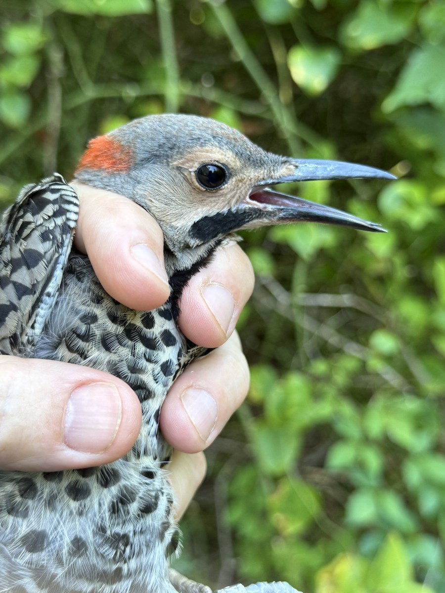 Northern Flicker (Yellow-shafted) - ML642363568