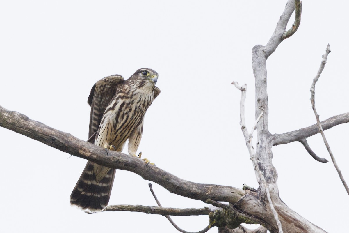Merlin - ML642363569