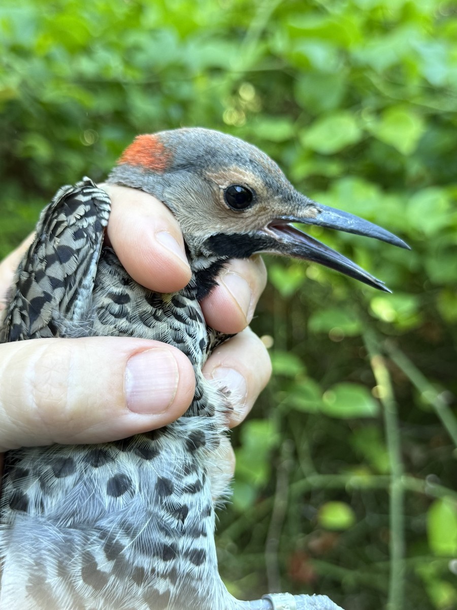 Northern Flicker (Yellow-shafted) - ML642363570