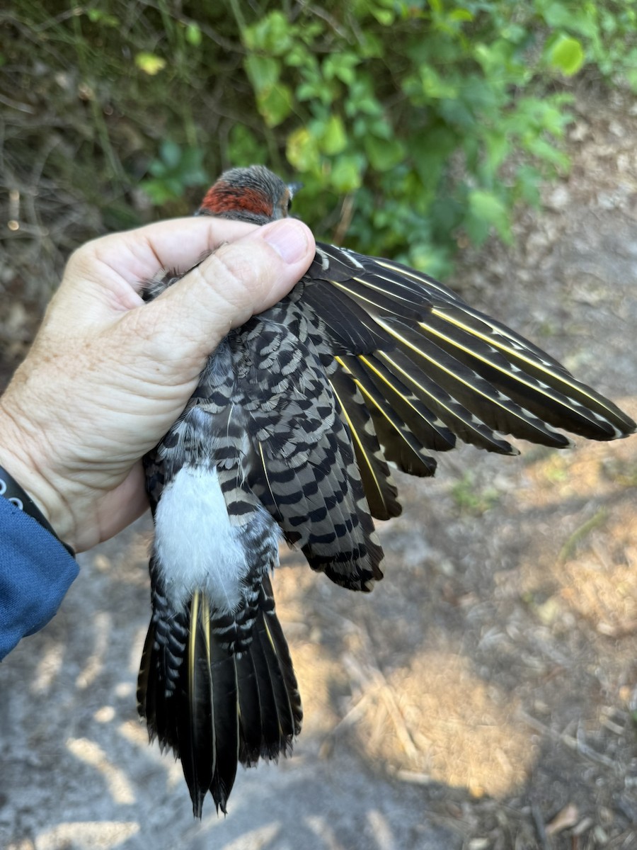 Northern Flicker (Yellow-shafted) - ML642363572