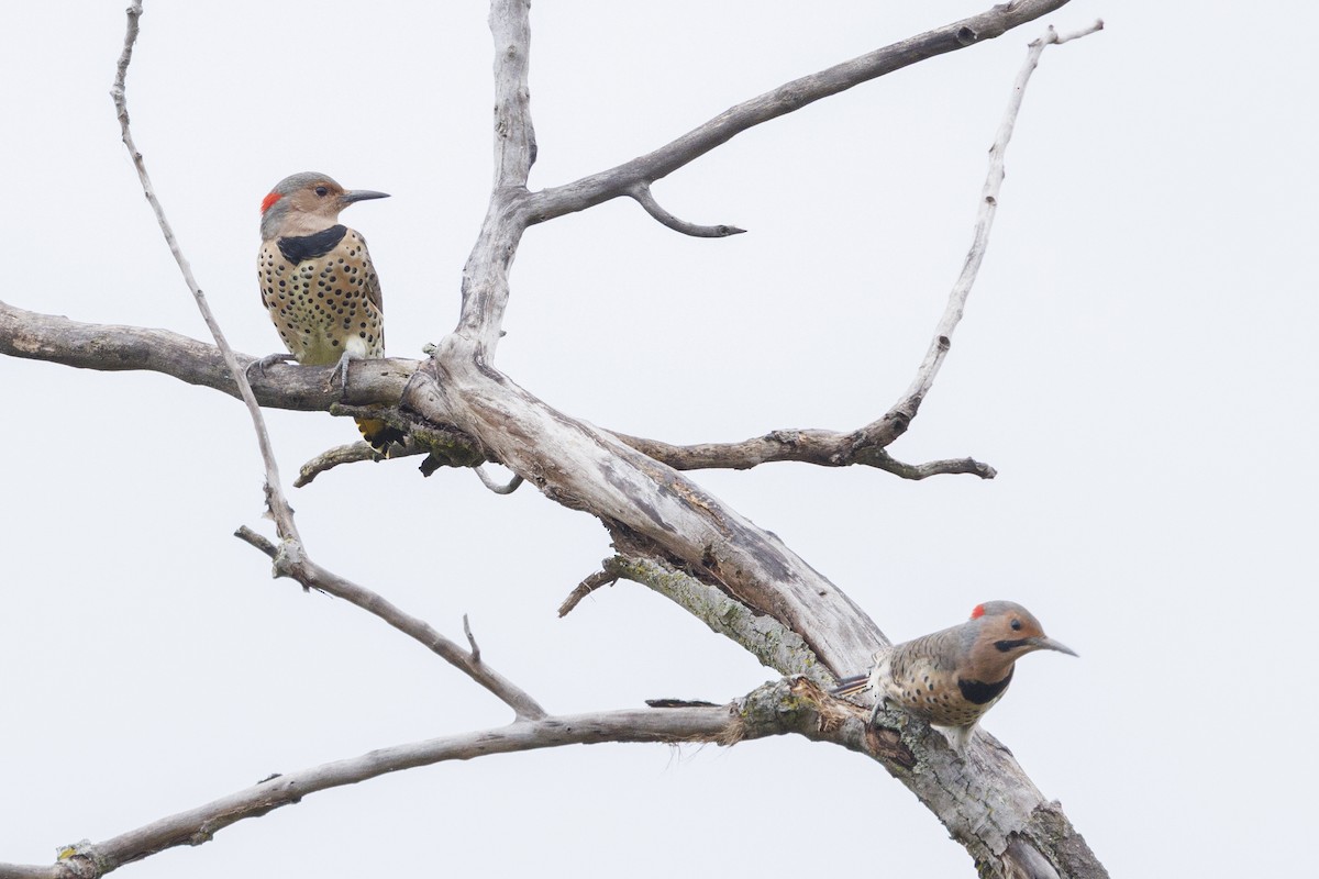 Northern Flicker - ML642363573