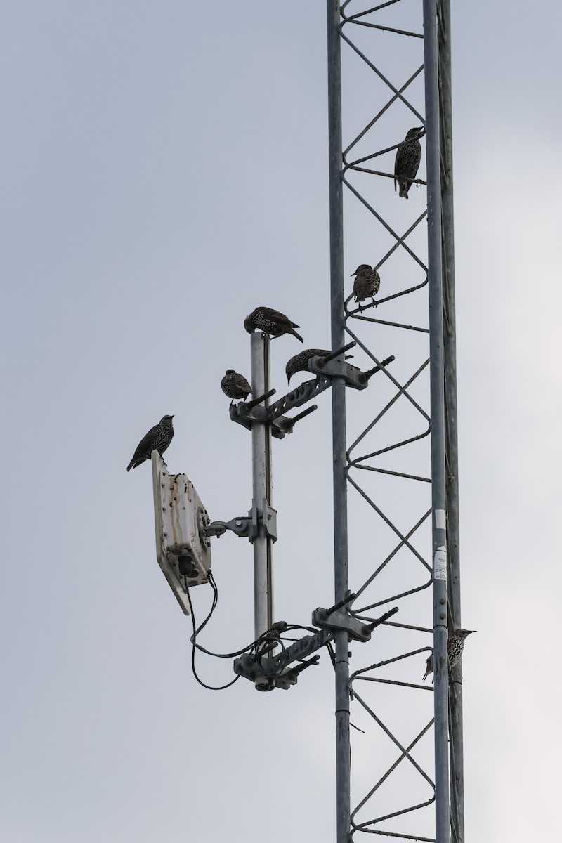 European Starling - ML642363574