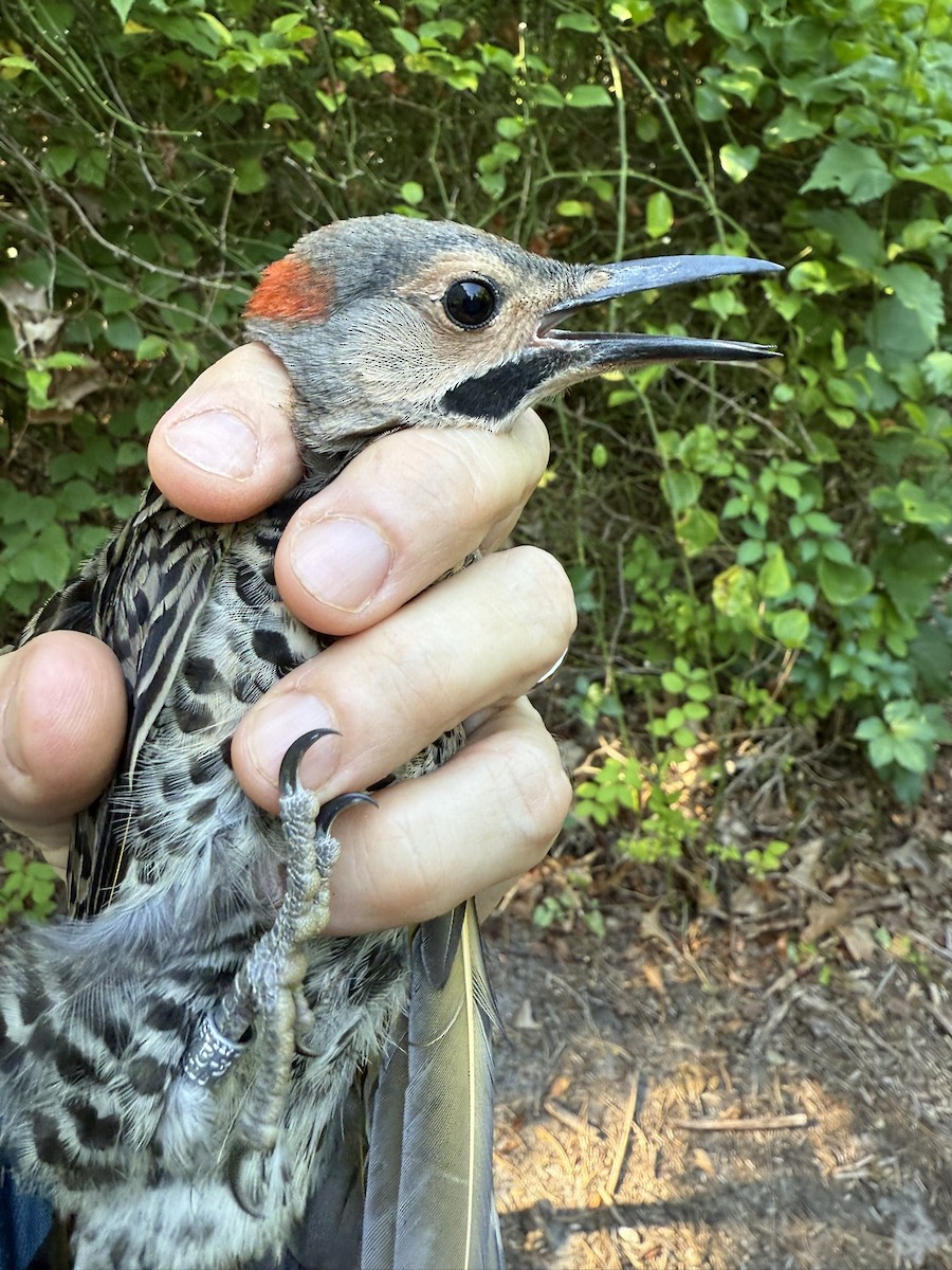 Northern Flicker (Yellow-shafted) - ML642363576
