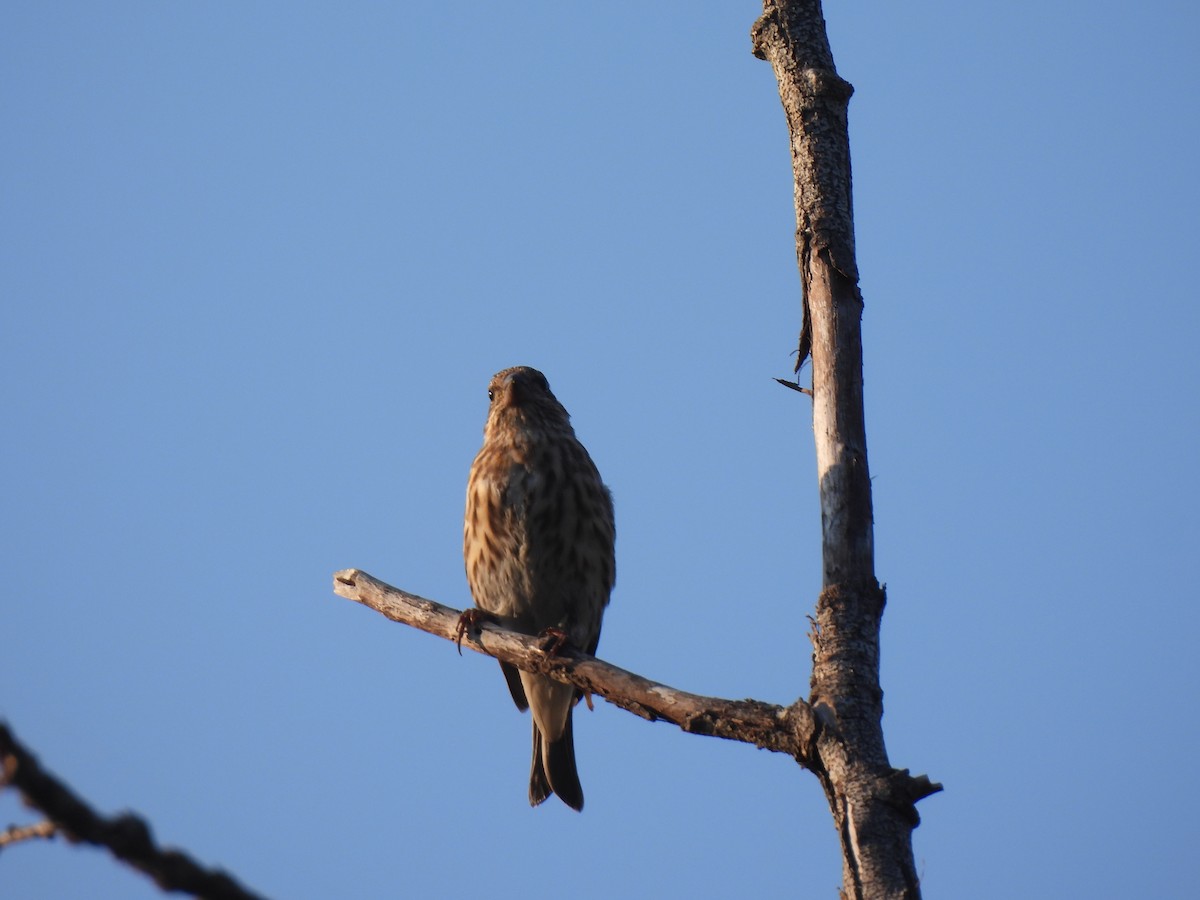 Purple Finch - ML642363577