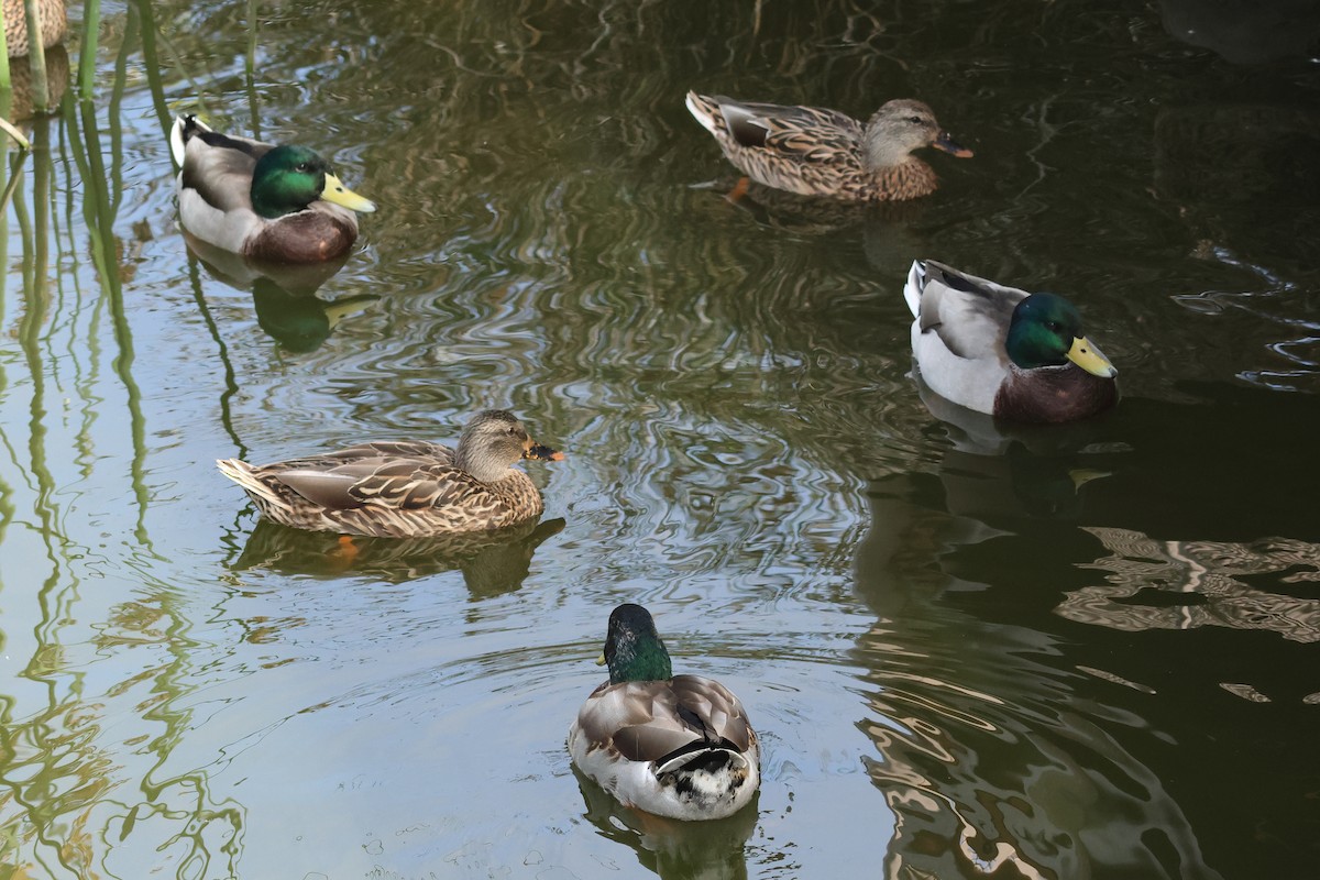 Mallard - ML642363578