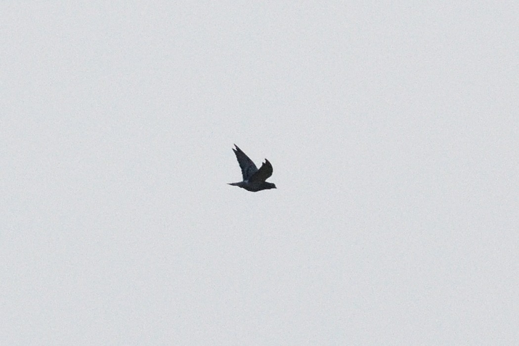 Rock Pigeon (Feral Pigeon) - ML642363579