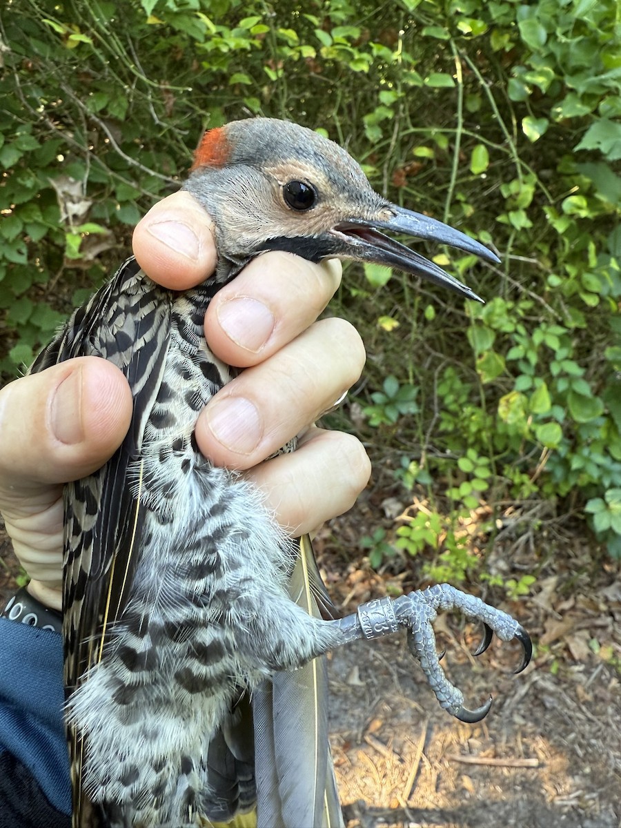Northern Flicker (Yellow-shafted) - ML642363580