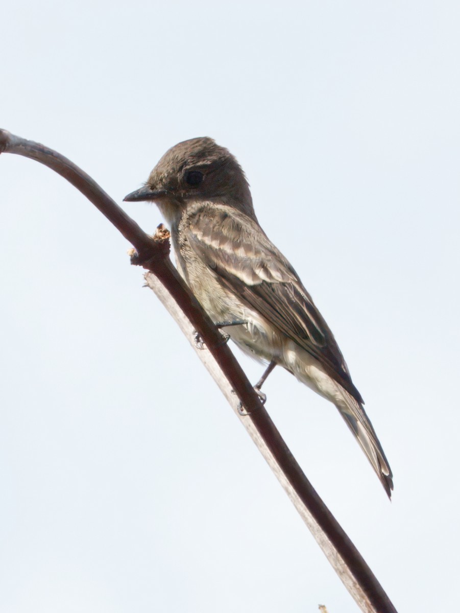 Western Wood-Pewee - ML642363581