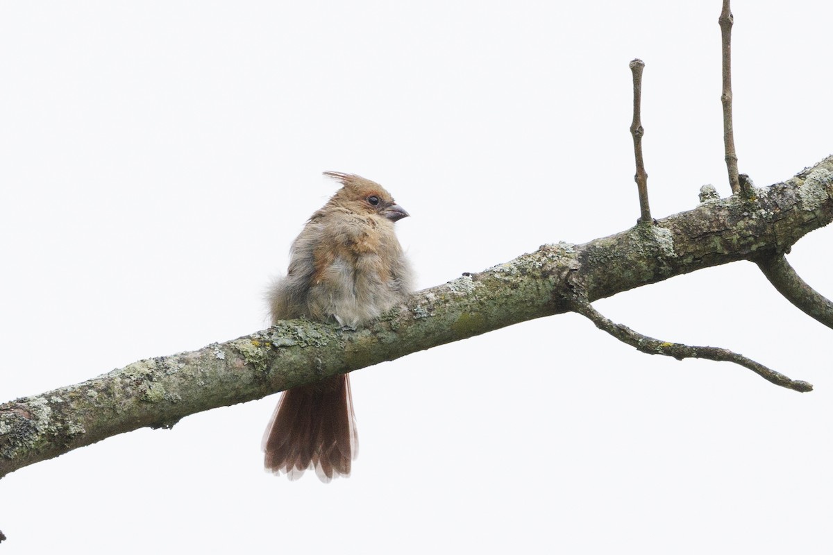 Northern Cardinal - ML642363582