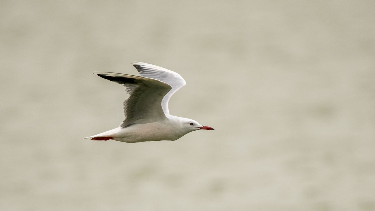 Slender-billed Gull - ML642363583