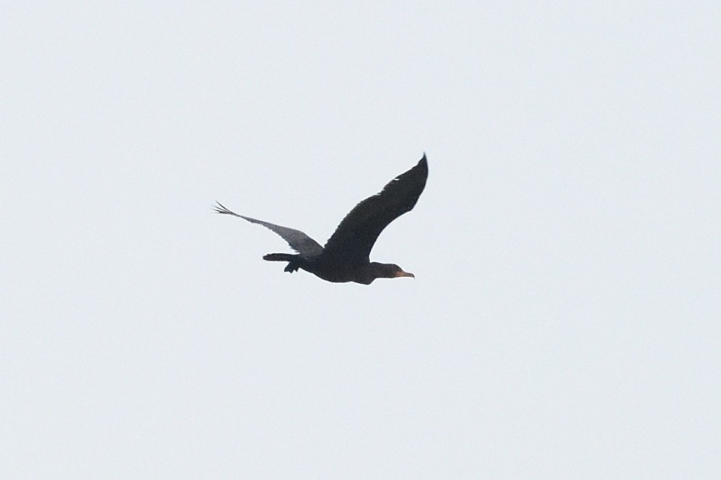 Double-crested Cormorant - ML642363584