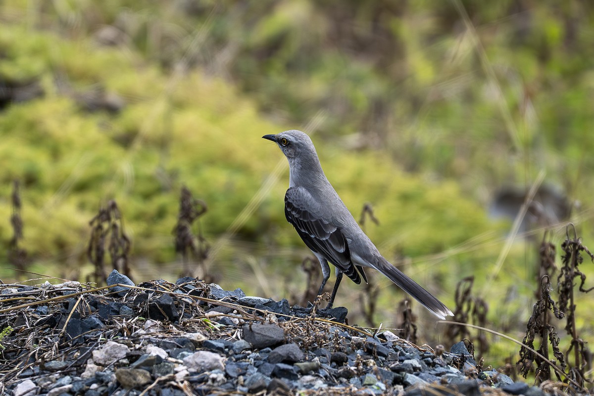 Tropical Mockingbird - ML642363587