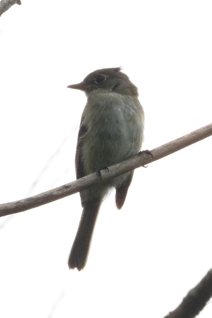 Eastern Wood-Pewee - ML642363589
