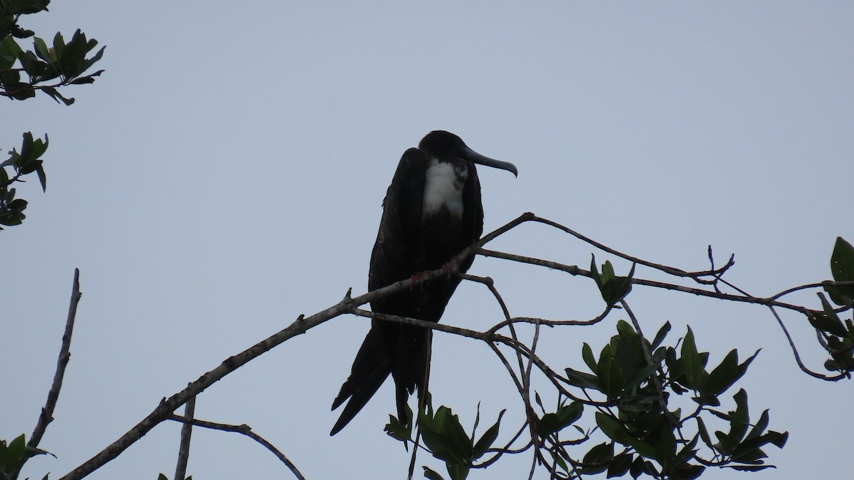 Magnificent Frigatebird - ML642363590