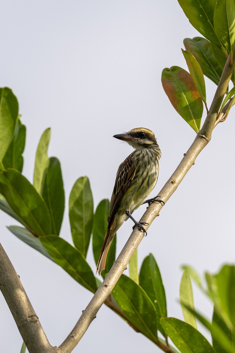 Streaked Flycatcher - ML642363591