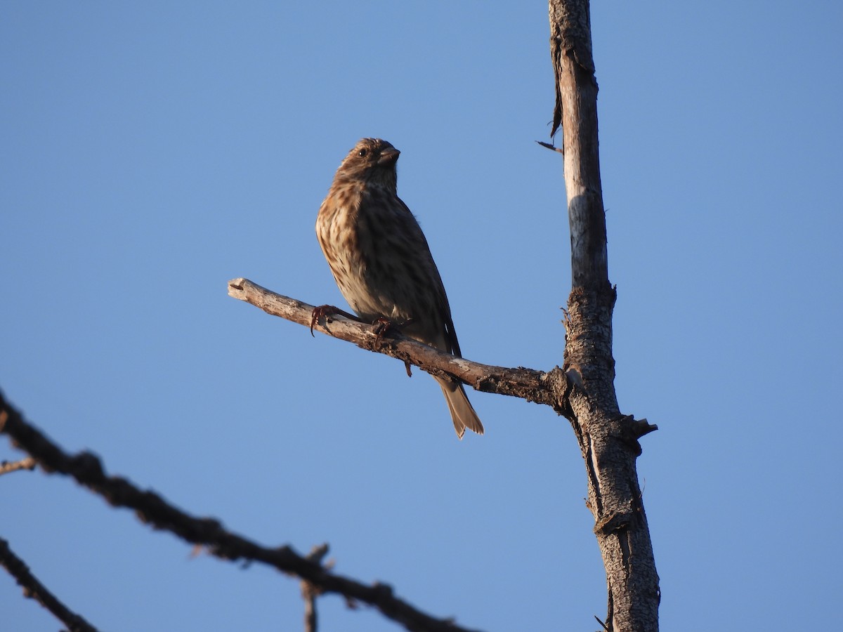 Purple Finch - ML642363592