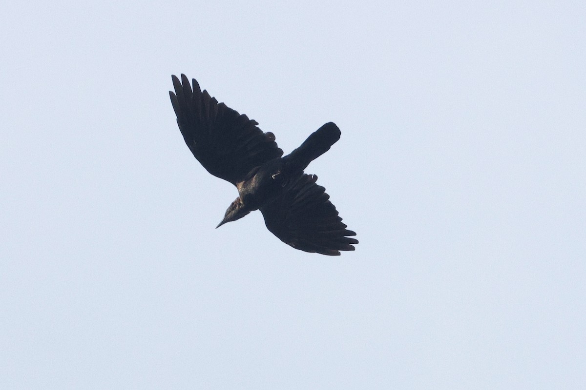 American Crow - ML642363594