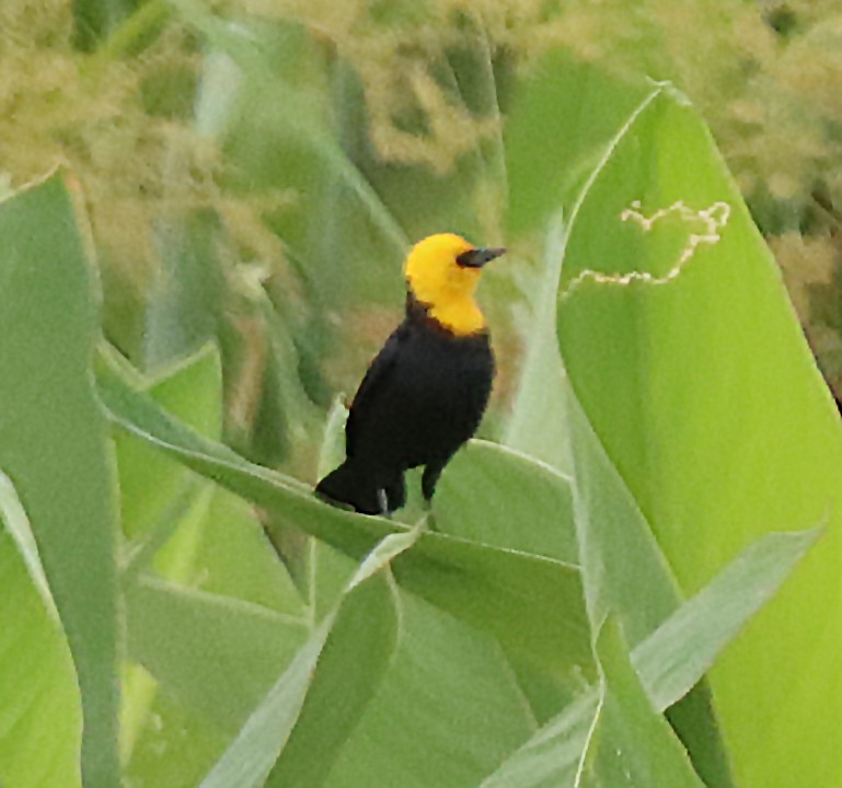 Yellow-hooded Blackbird - ML642363595