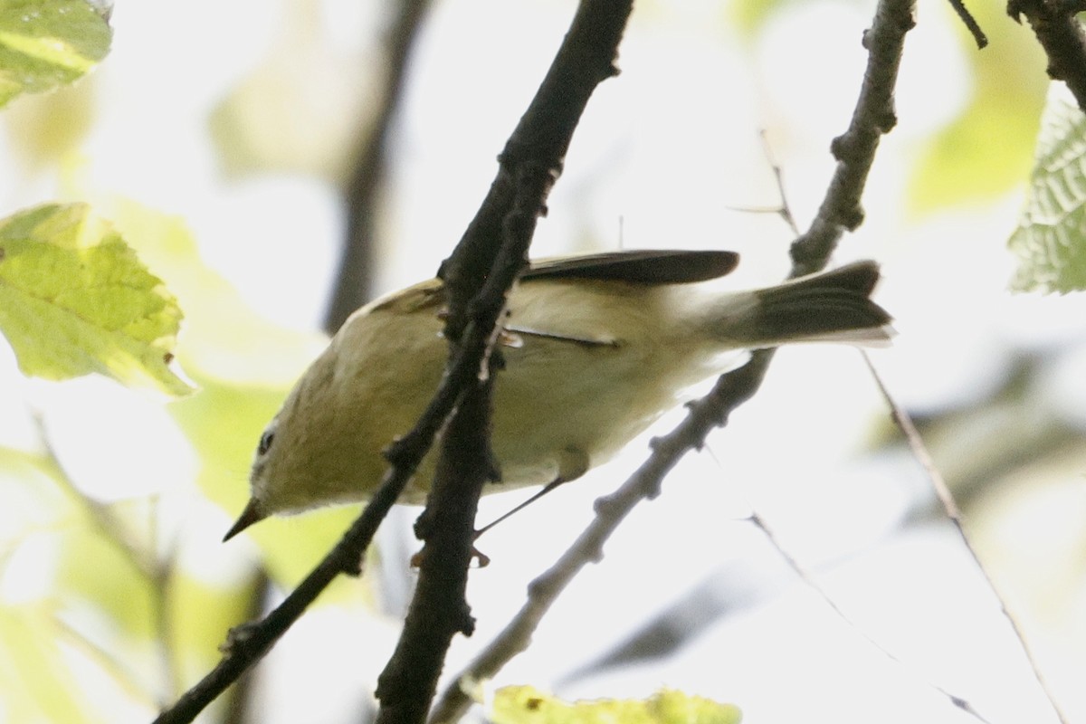 Ruby-crowned Kinglet - ML642363596