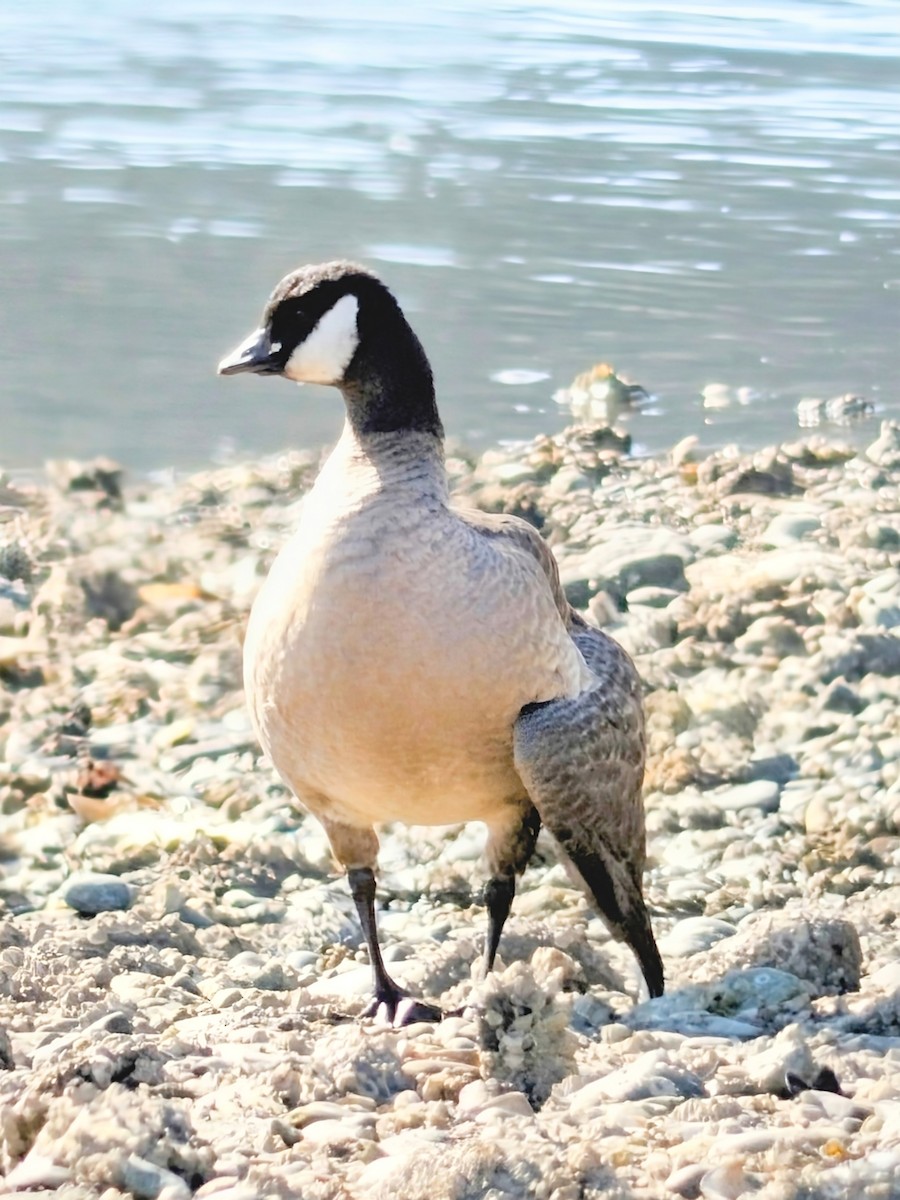 Cackling Goose - ML642363598