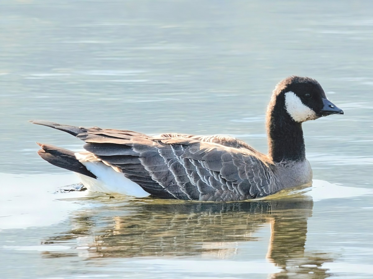 Cackling Goose - ML642363599