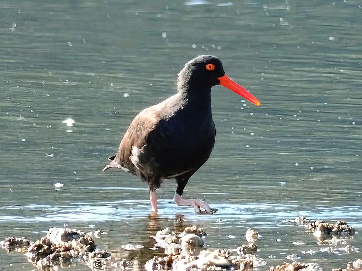 Black Oystercatcher - ML642363606