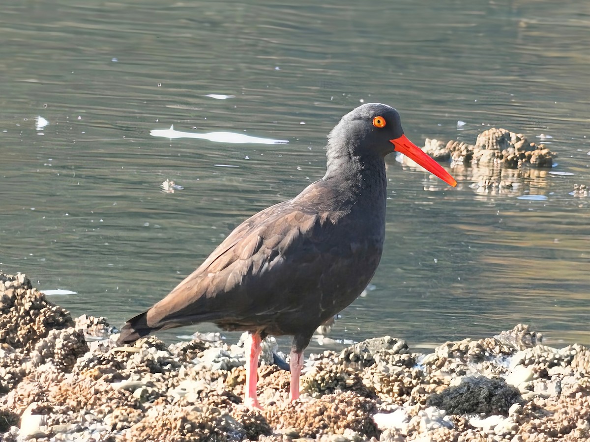 Black Oystercatcher - ML642363607