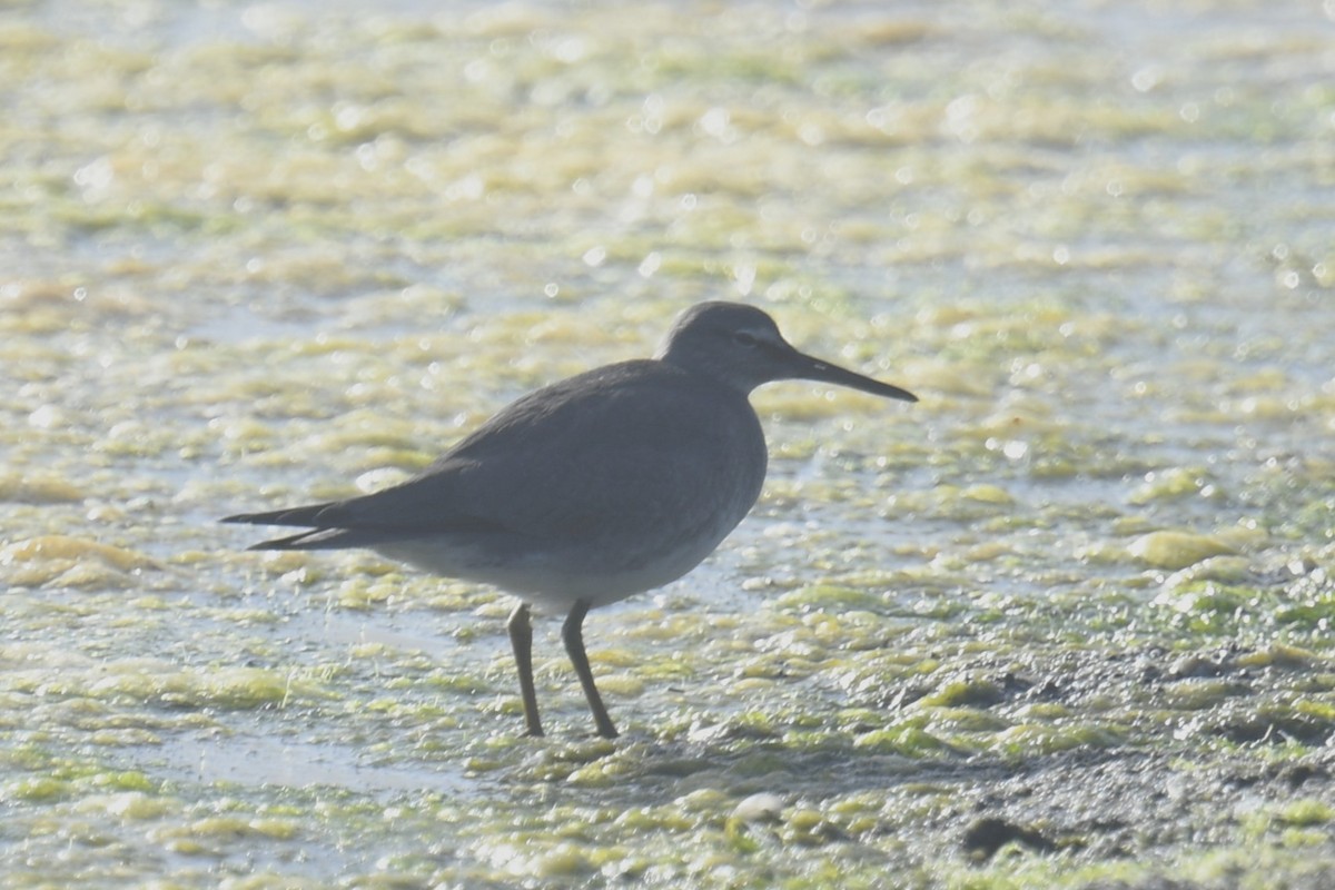 Wanderwasserläufer - ML642363616