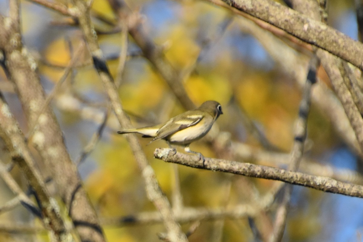 Blue-headed Vireo - ML642363621