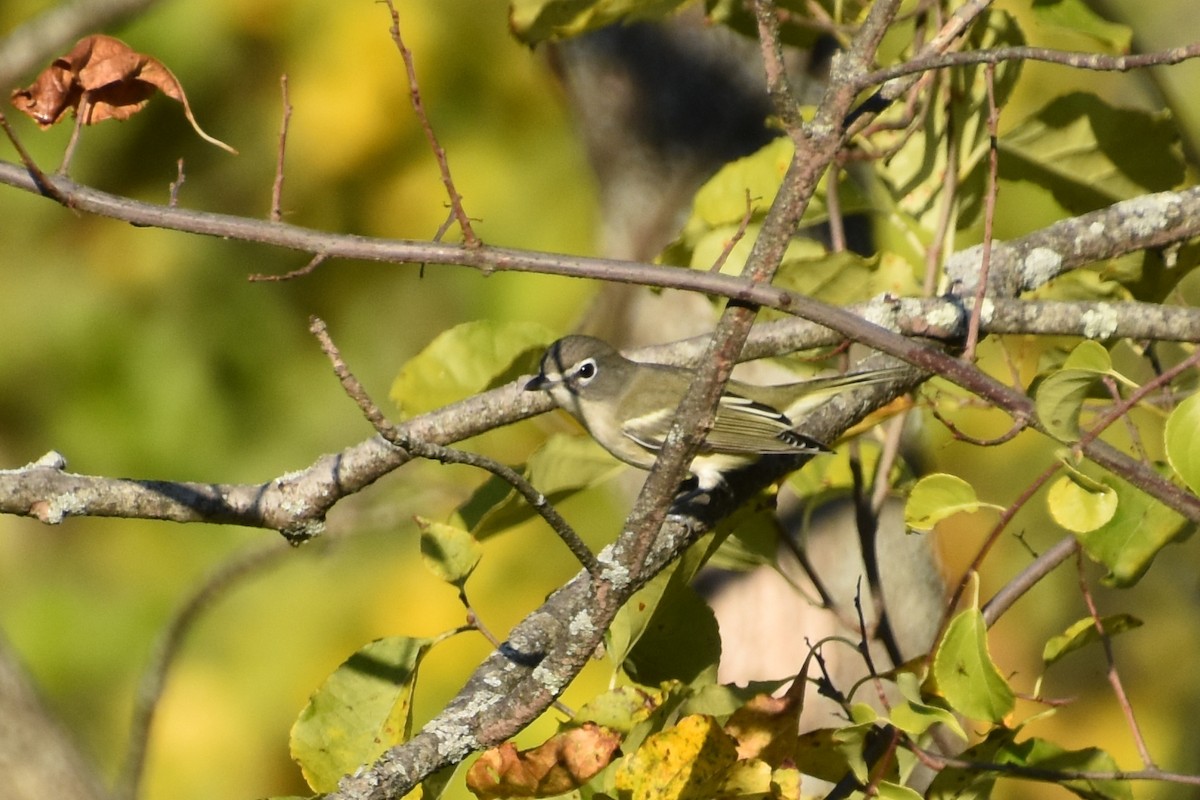 Blue-headed Vireo - ML642363622