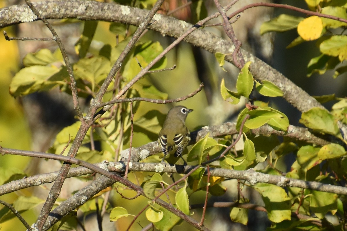 Blue-headed Vireo - ML642363624
