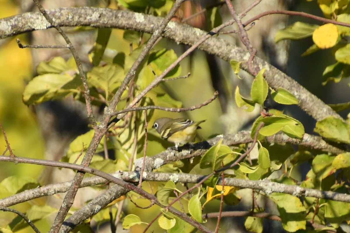 Blue-headed Vireo - ML642363625