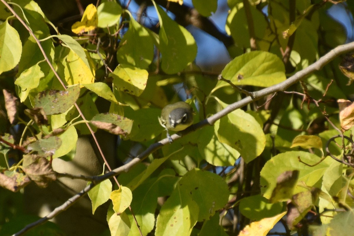 Blue-headed Vireo - ML642363626