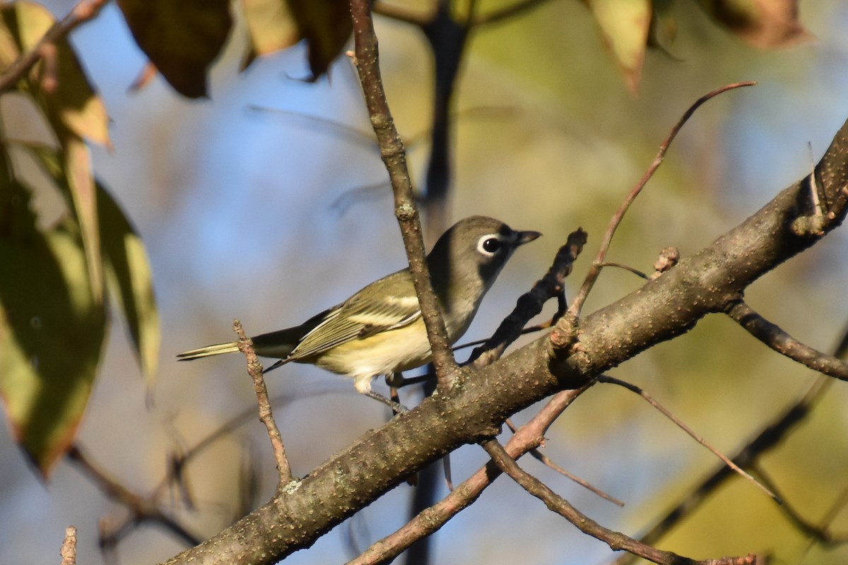 Blue-headed Vireo - ML642363627