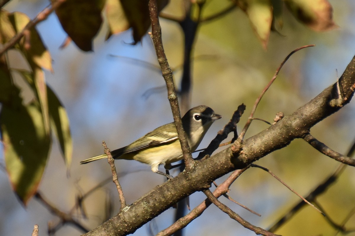 Blue-headed Vireo - ML642363628