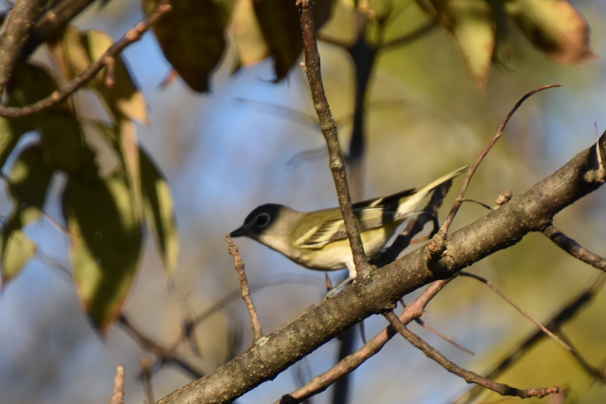 Blue-headed Vireo - ML642363629