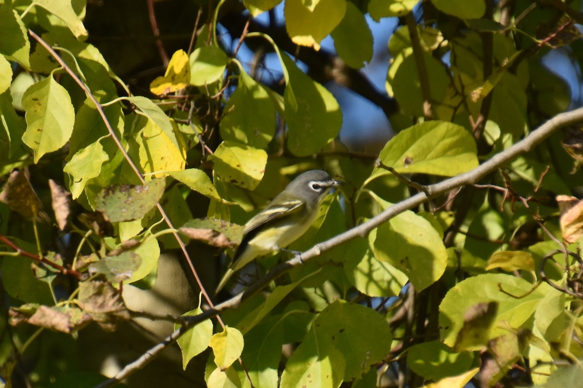 Blue-headed Vireo - ML642363630
