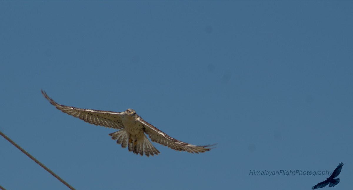 Ferruginous Hawk - ML642363635